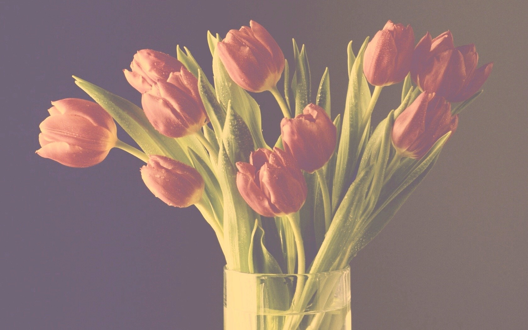 Букет тюльпанов обои