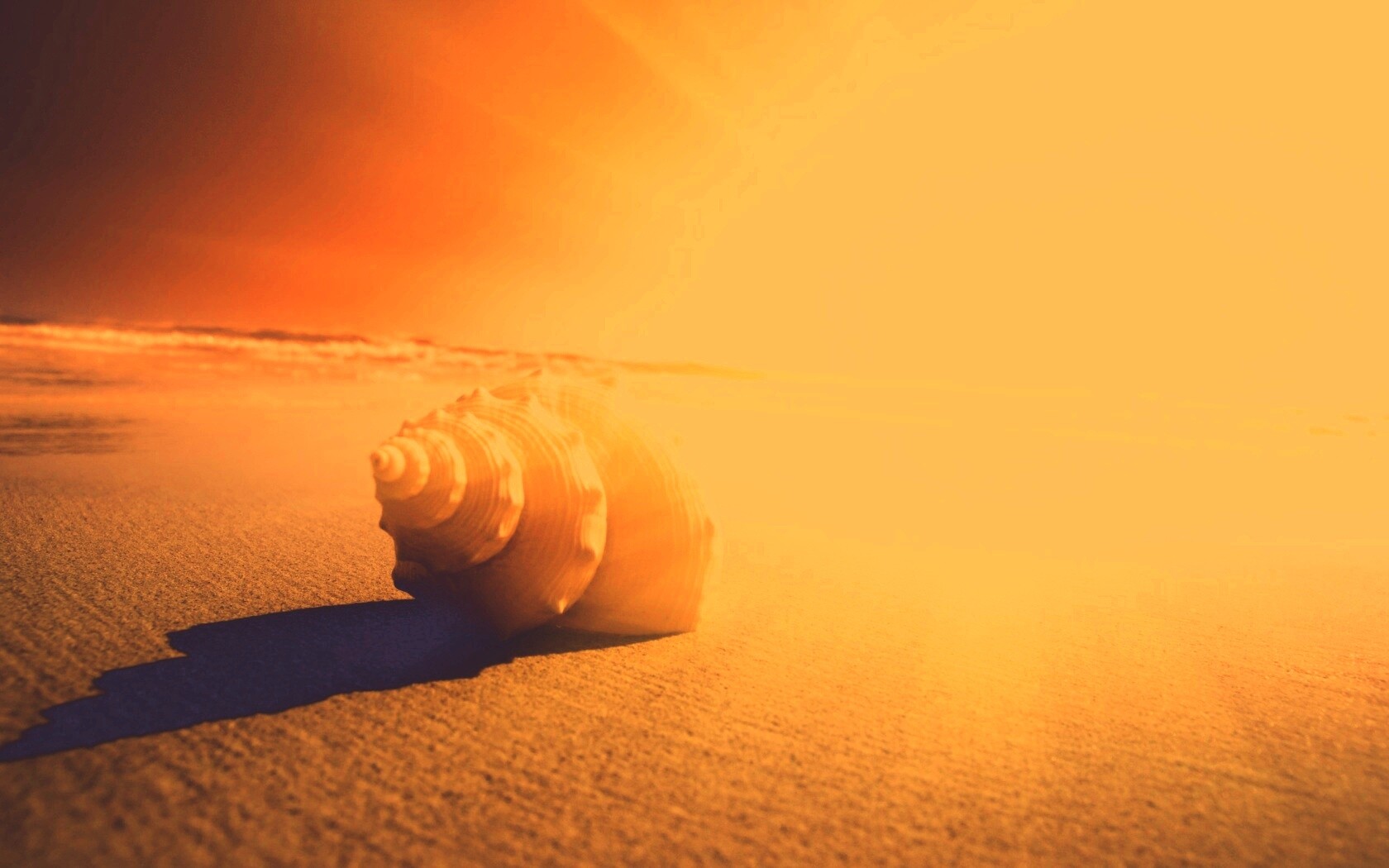 Золотистая ракушка обои