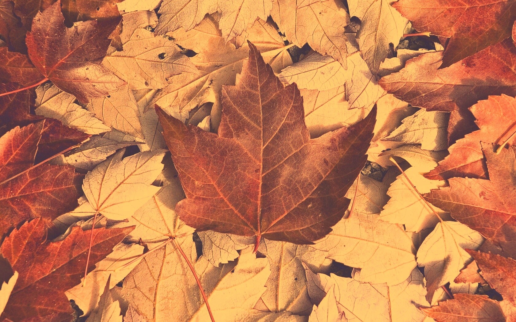 Флаг Канады из листьев обои