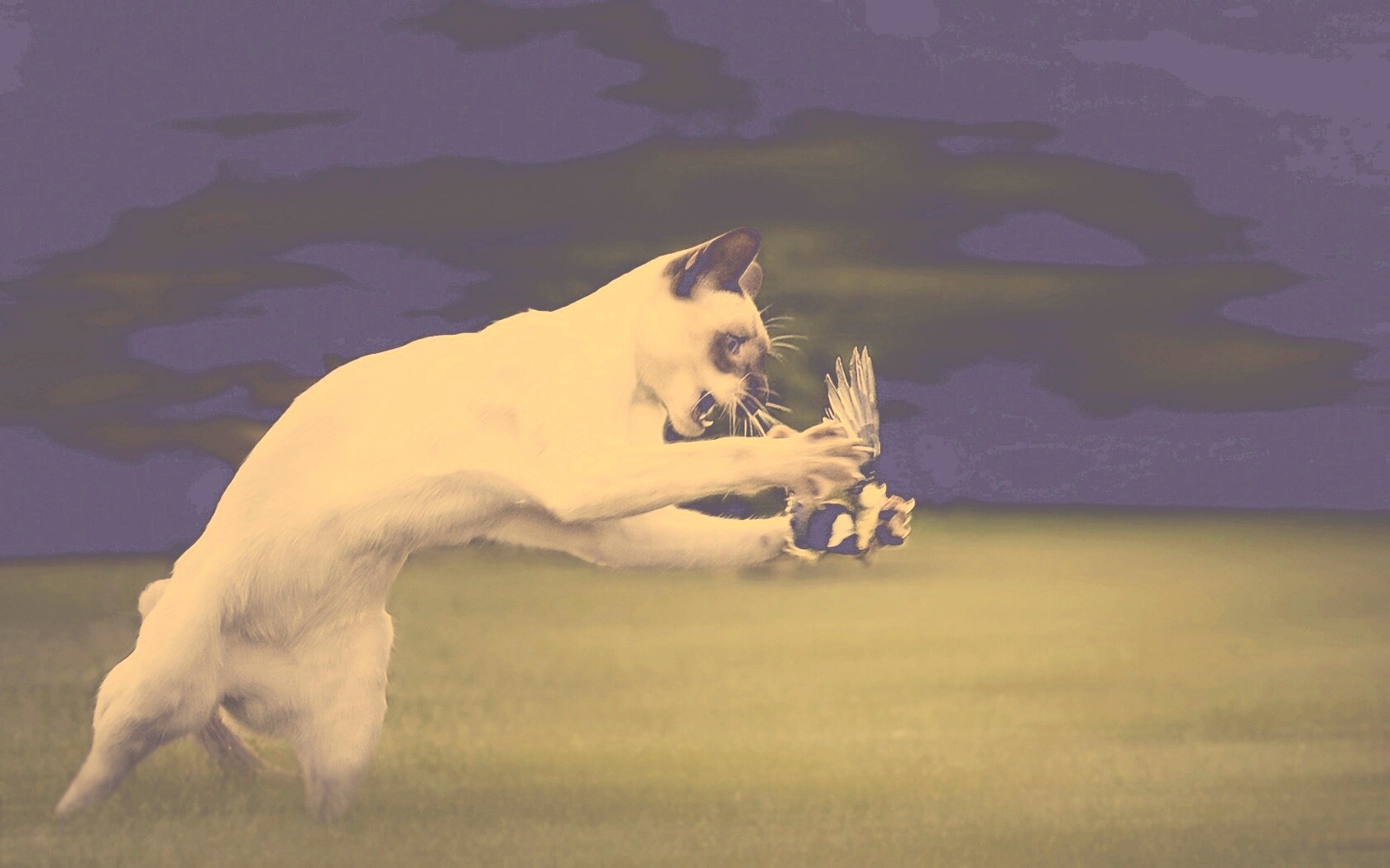 Кошка ловит птичку обои