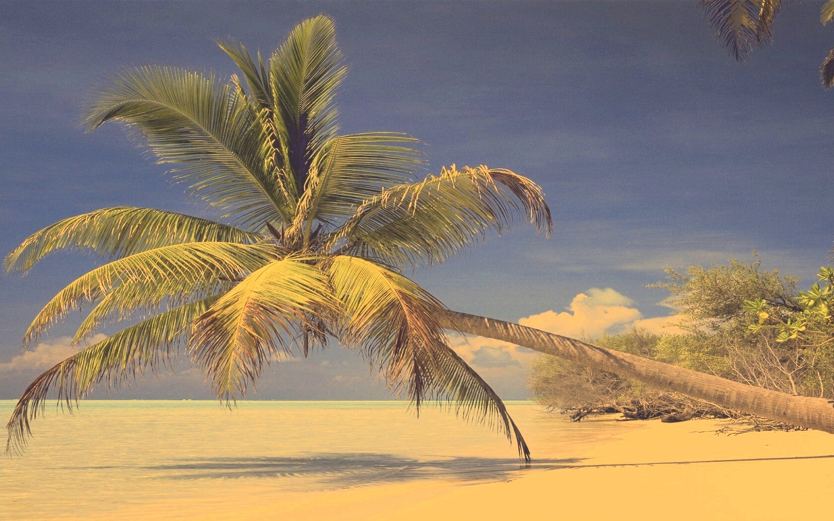 Пальма над водой обои