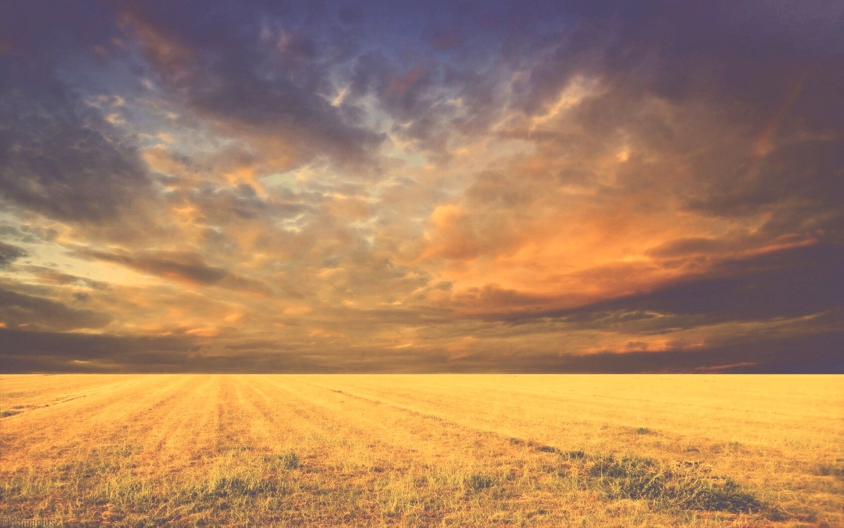 Тучи над желтым полем обои