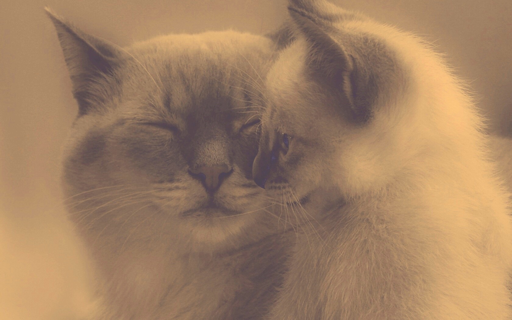 Кошка с котенком обои