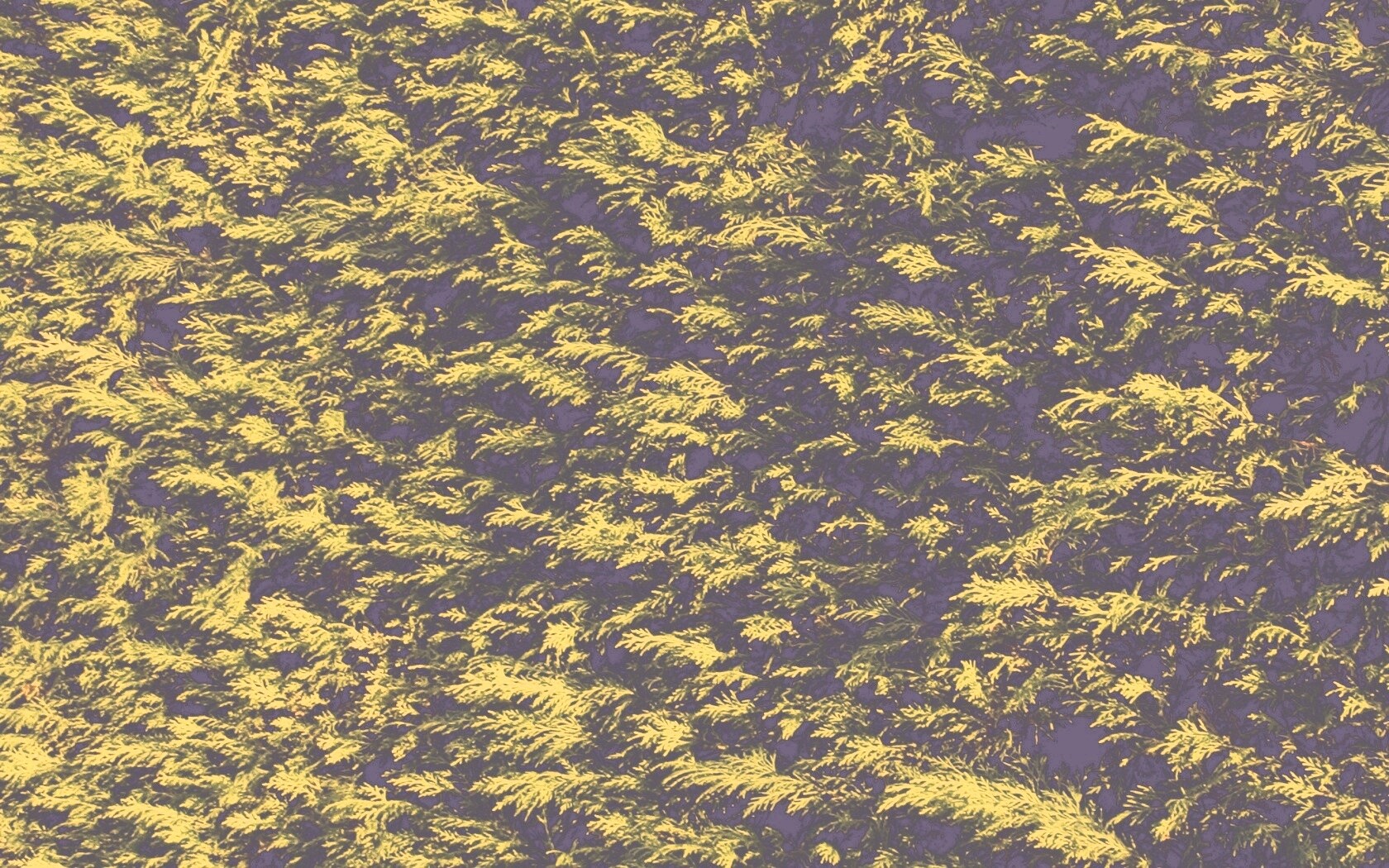 Густые хвойные заросли обои