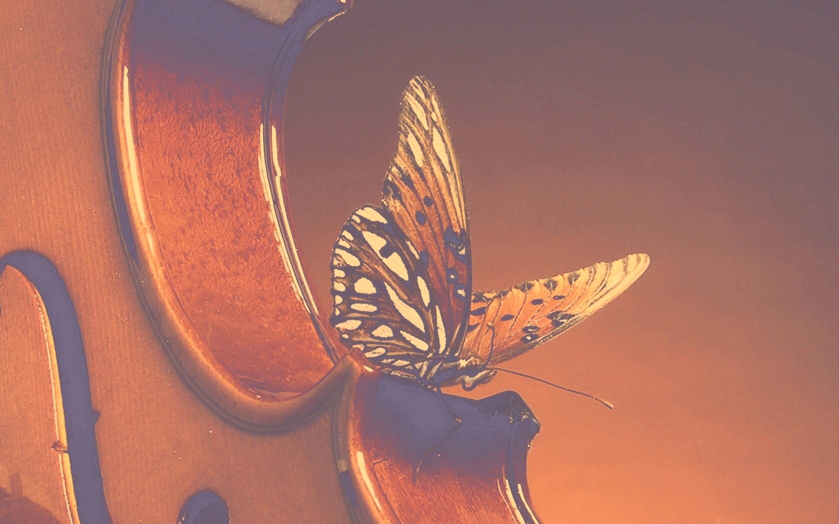 Бабочка на скрипке обои