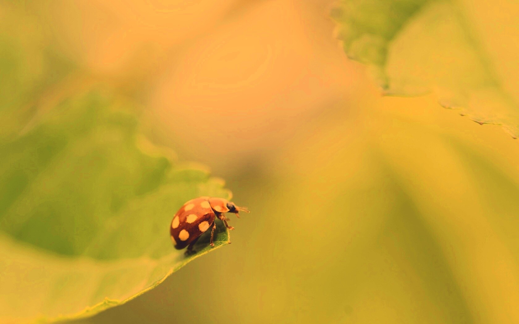 Божья коровка обои