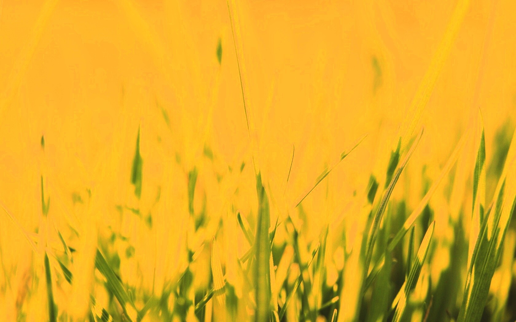 Ярко зеленая трава обои