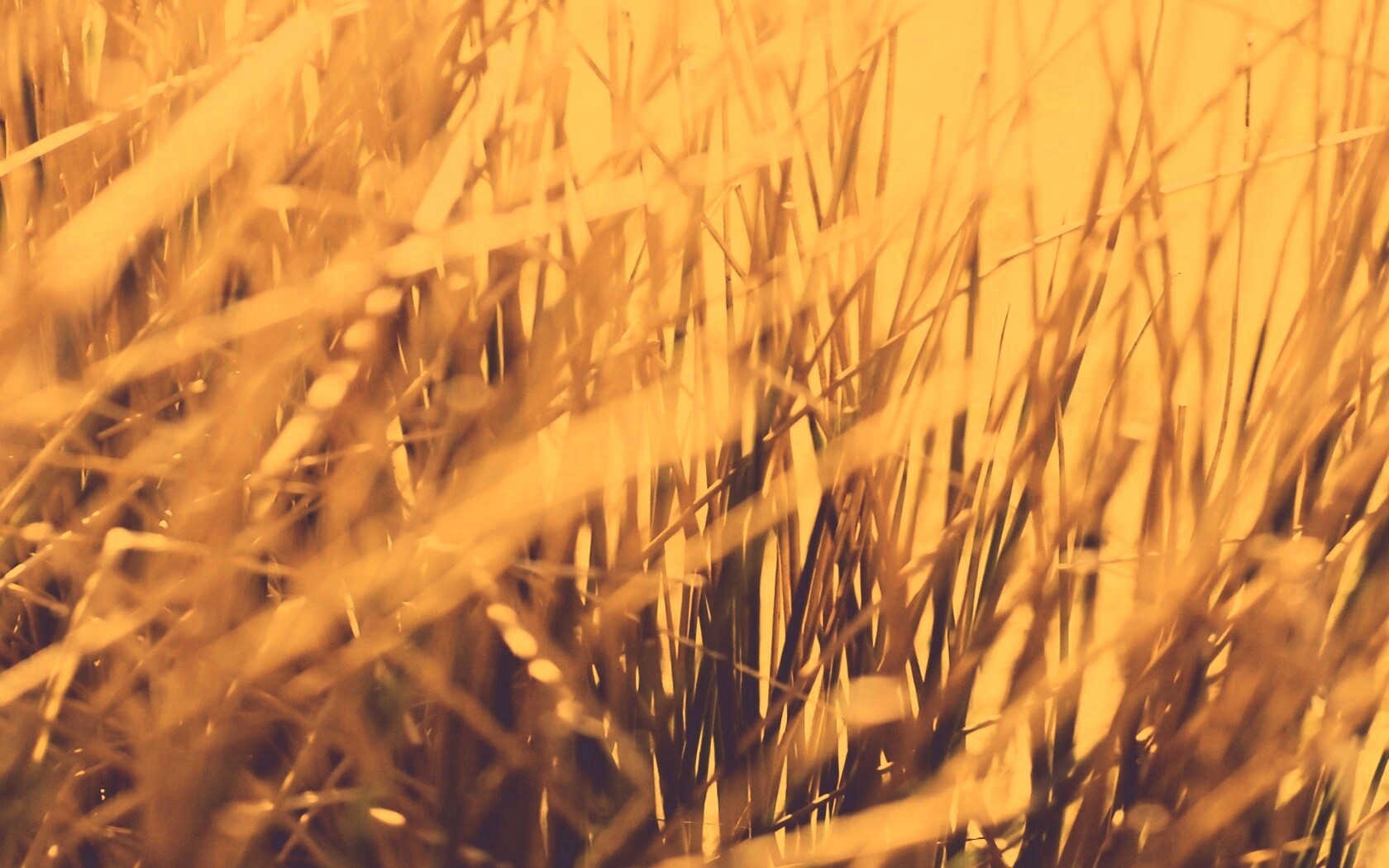 Высохшие травяные стебли обои