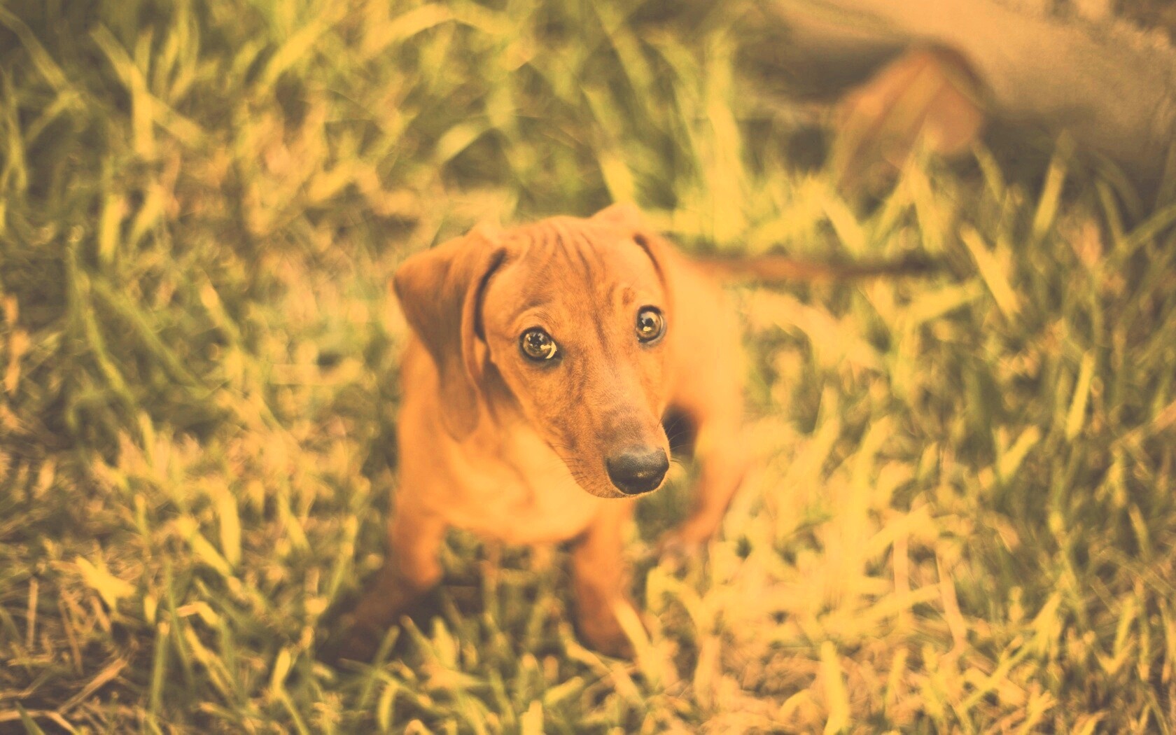 Маленькая милая такса обои