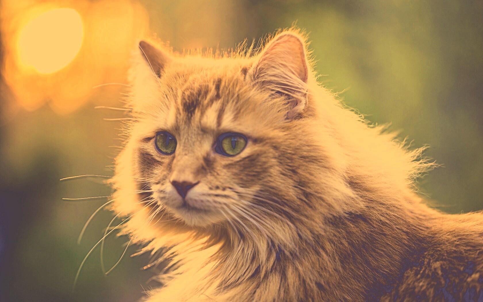 Рыжий кот в лучах солнца обои