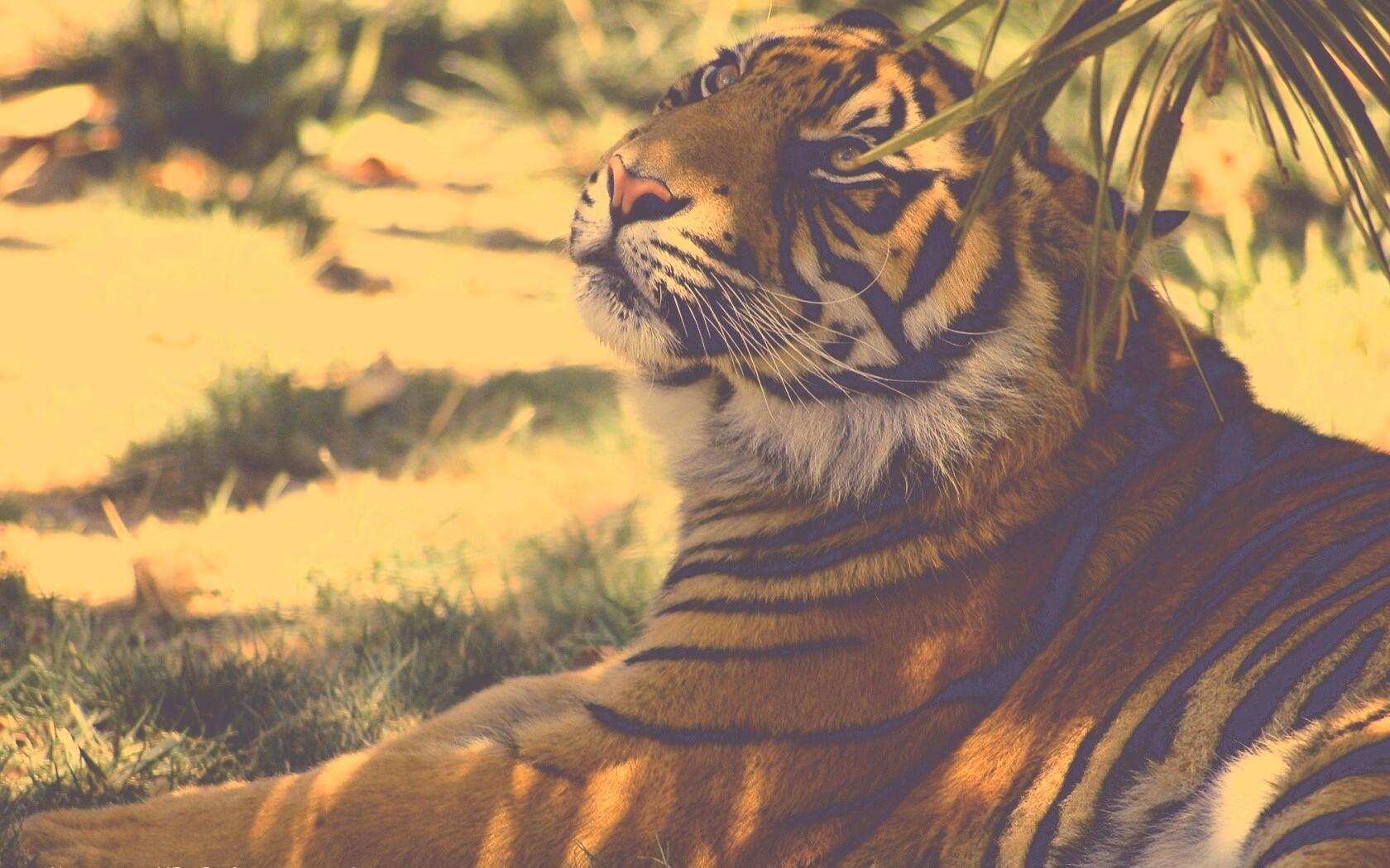 Отдыхающий в теньке хищник обои