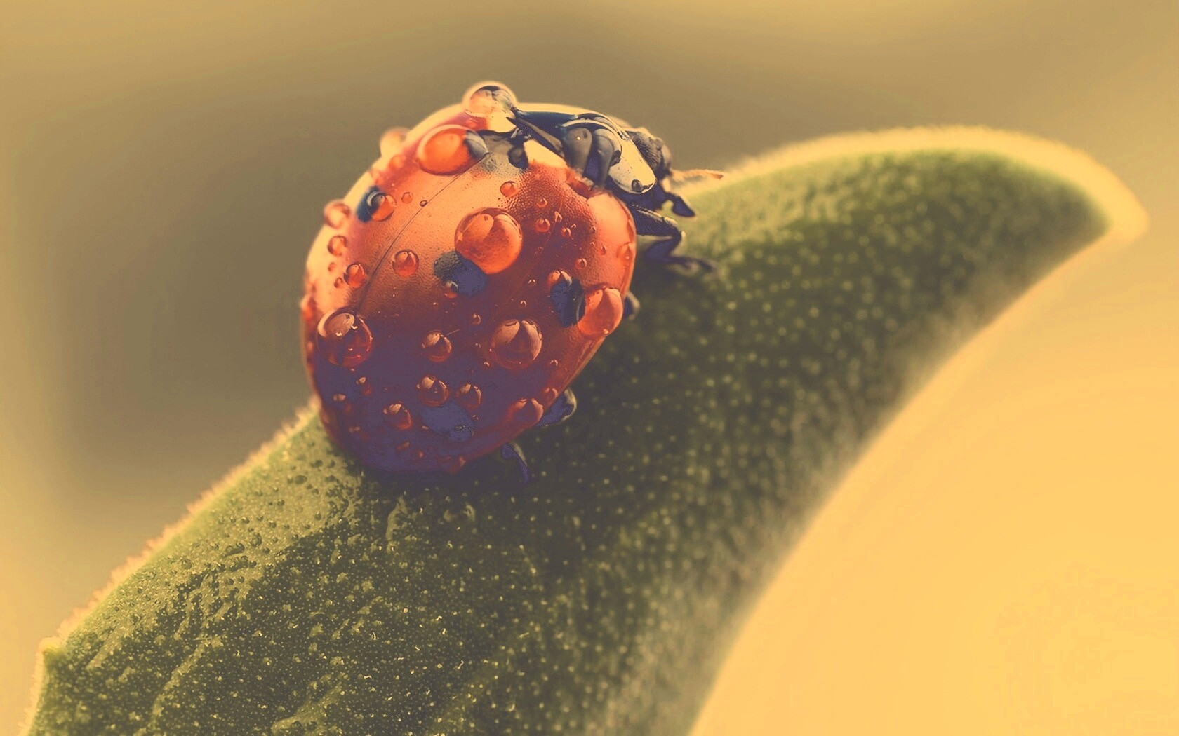 Божья коровка в макро обои