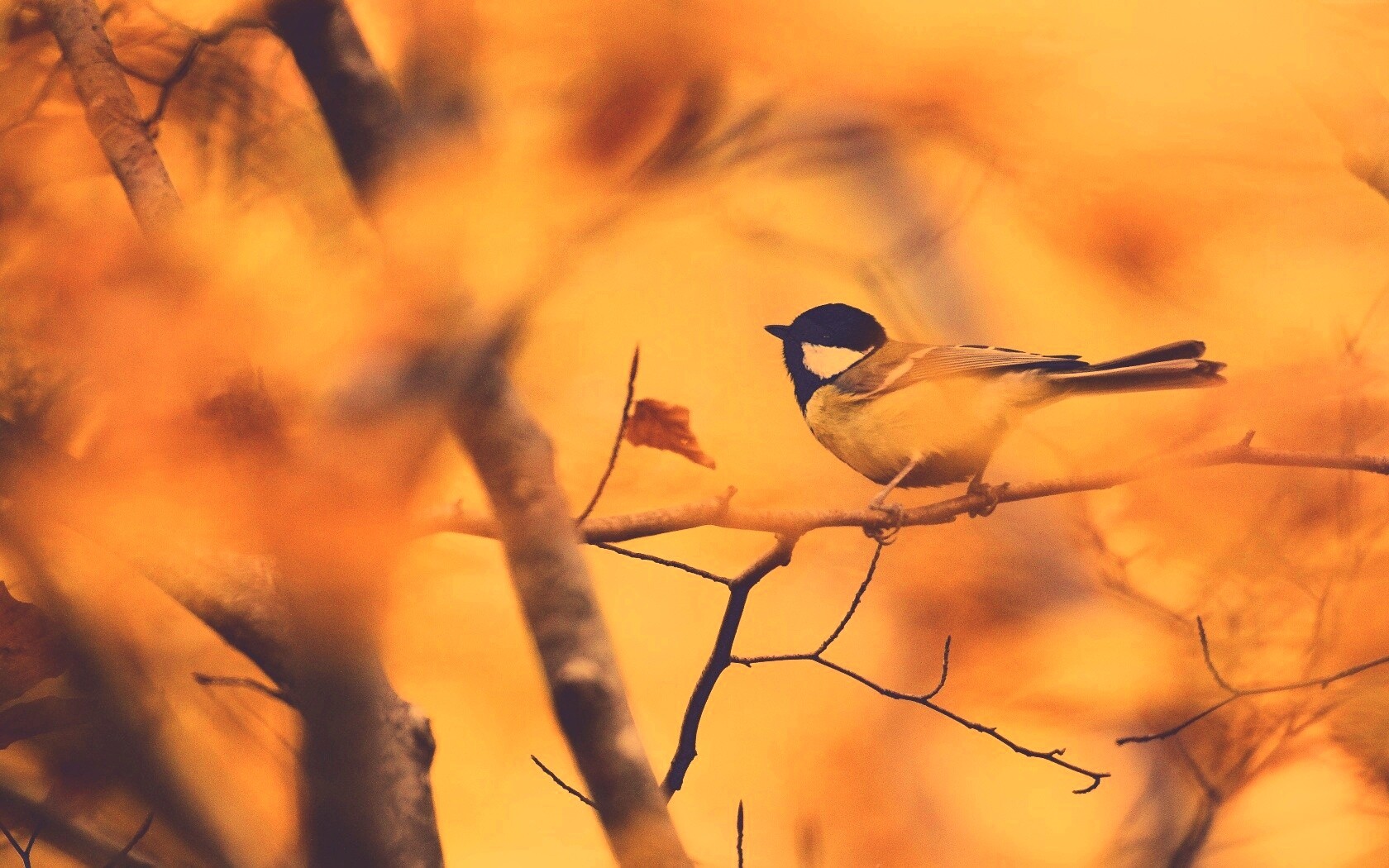 Синичка в желтой листве обои