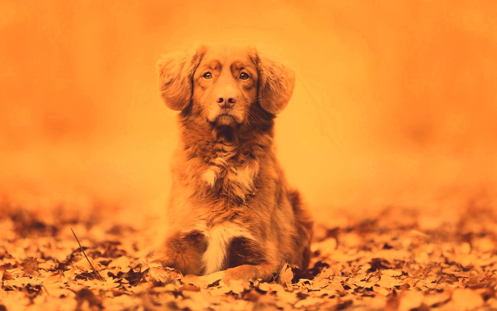 Осенний пес обои