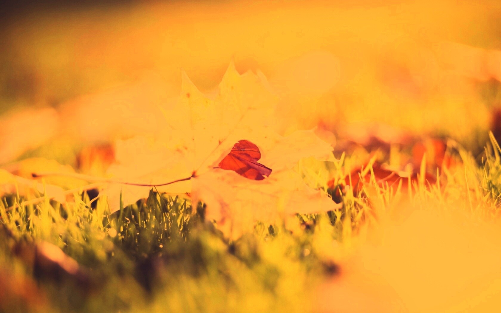 Листик в форме сердца обои