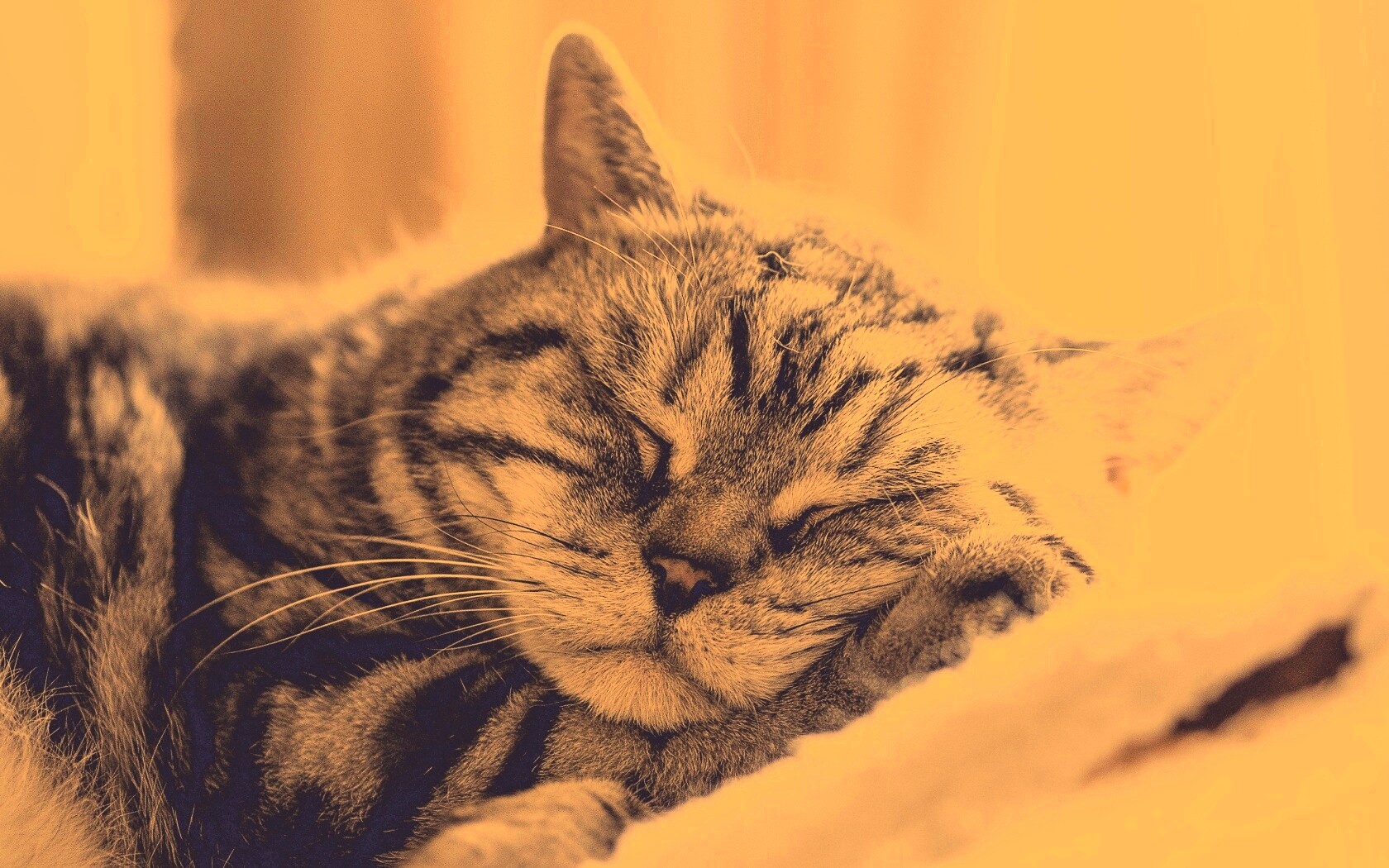 Спящий кошак обои