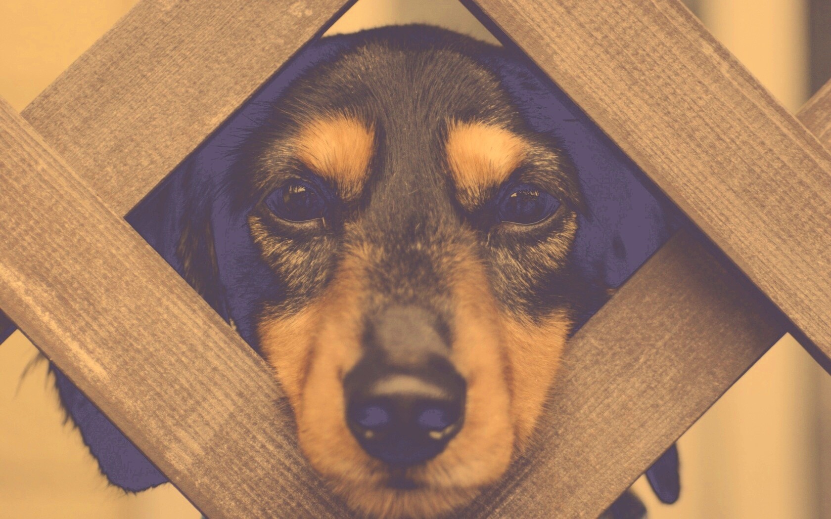 Мордочка в заборе обои