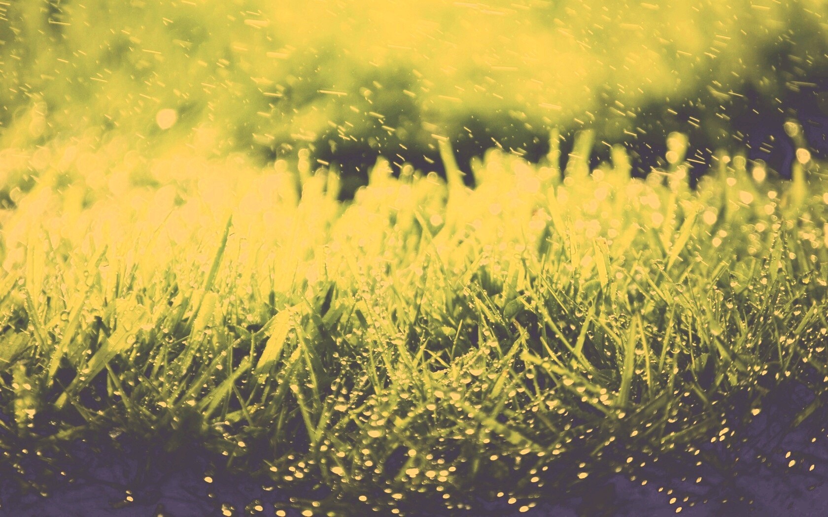 Роса на траве обои