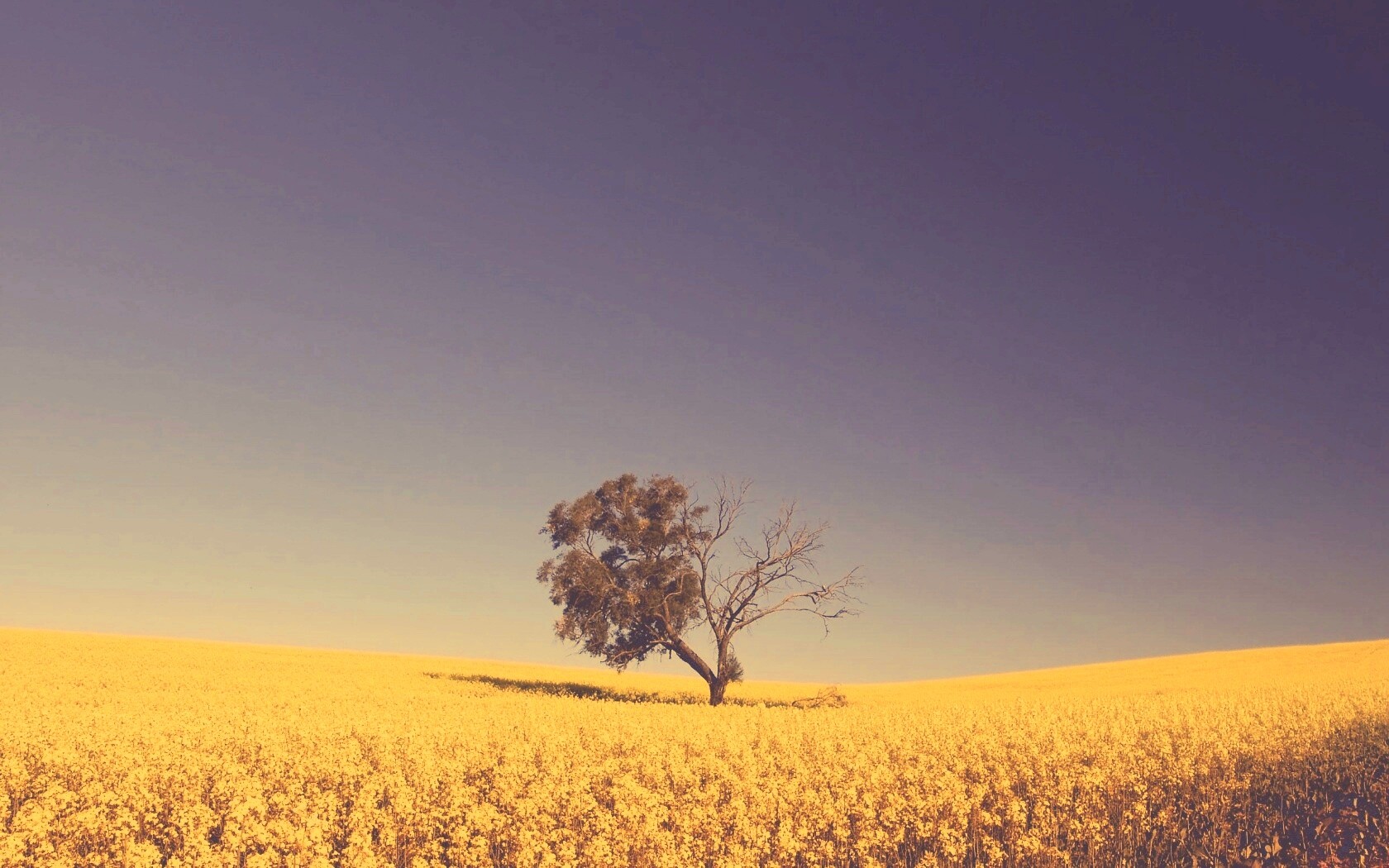Дерево в поле обои