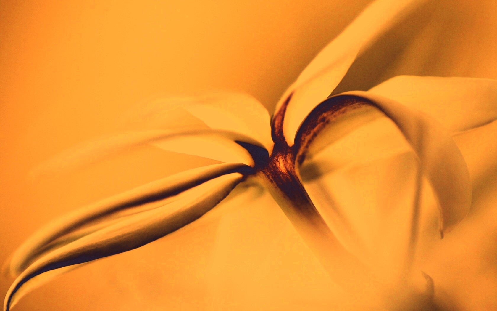 Цветок обои