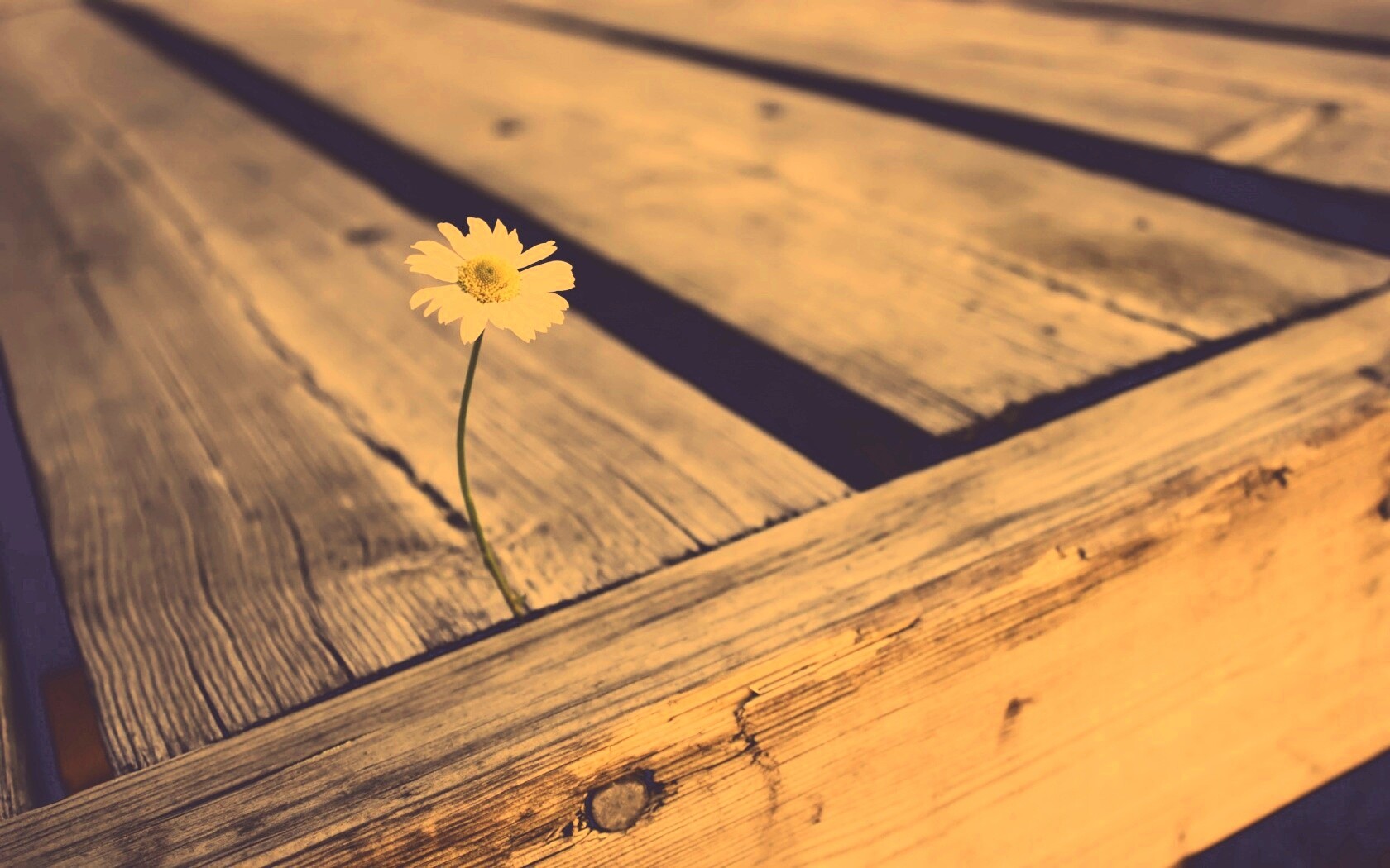 Жизнь среди смерти обои