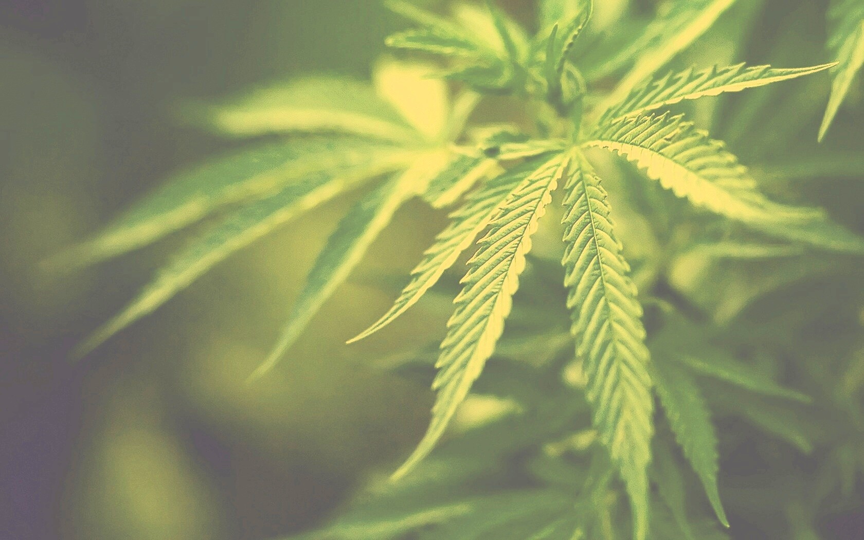 Марихуана обои
