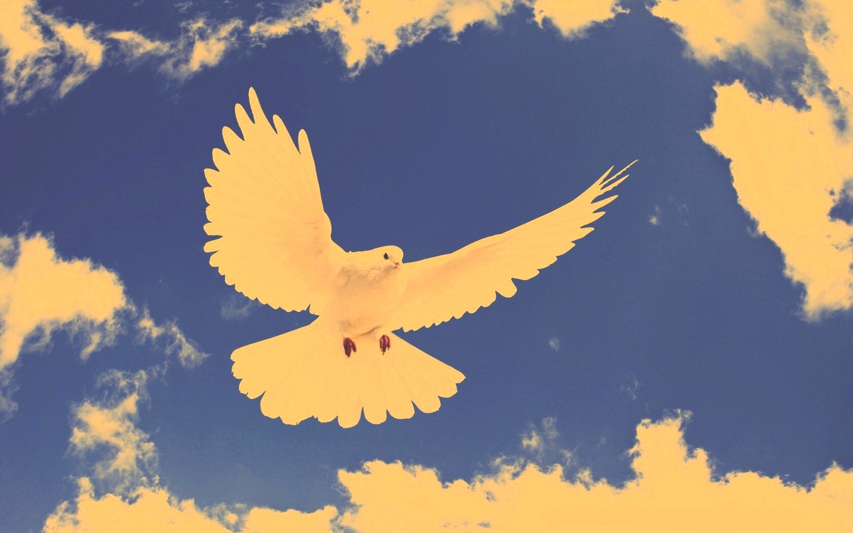 Белый голубь в небе обои