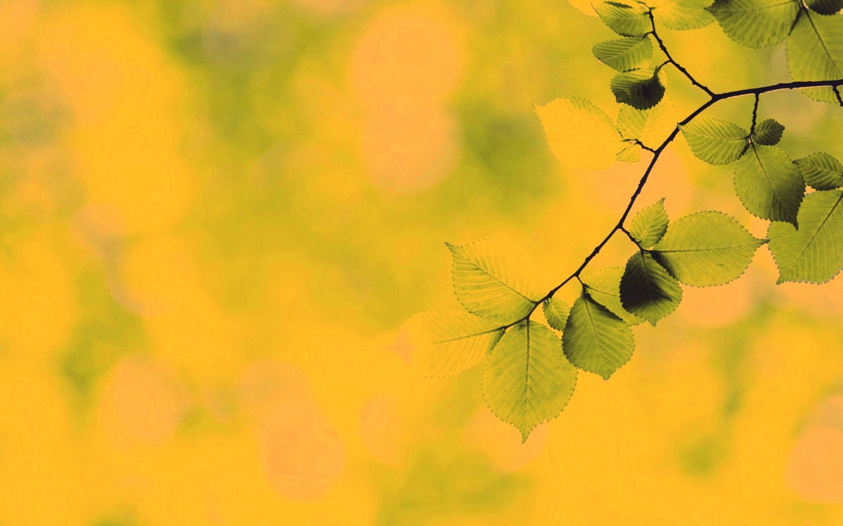 Зеленая ветка с листьями обои