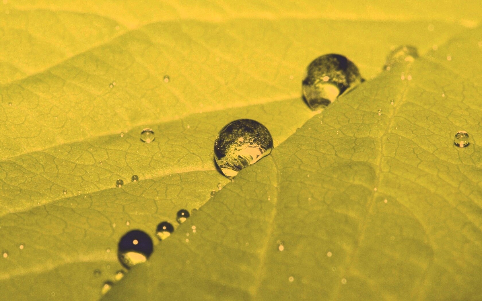 Капли на листе обои