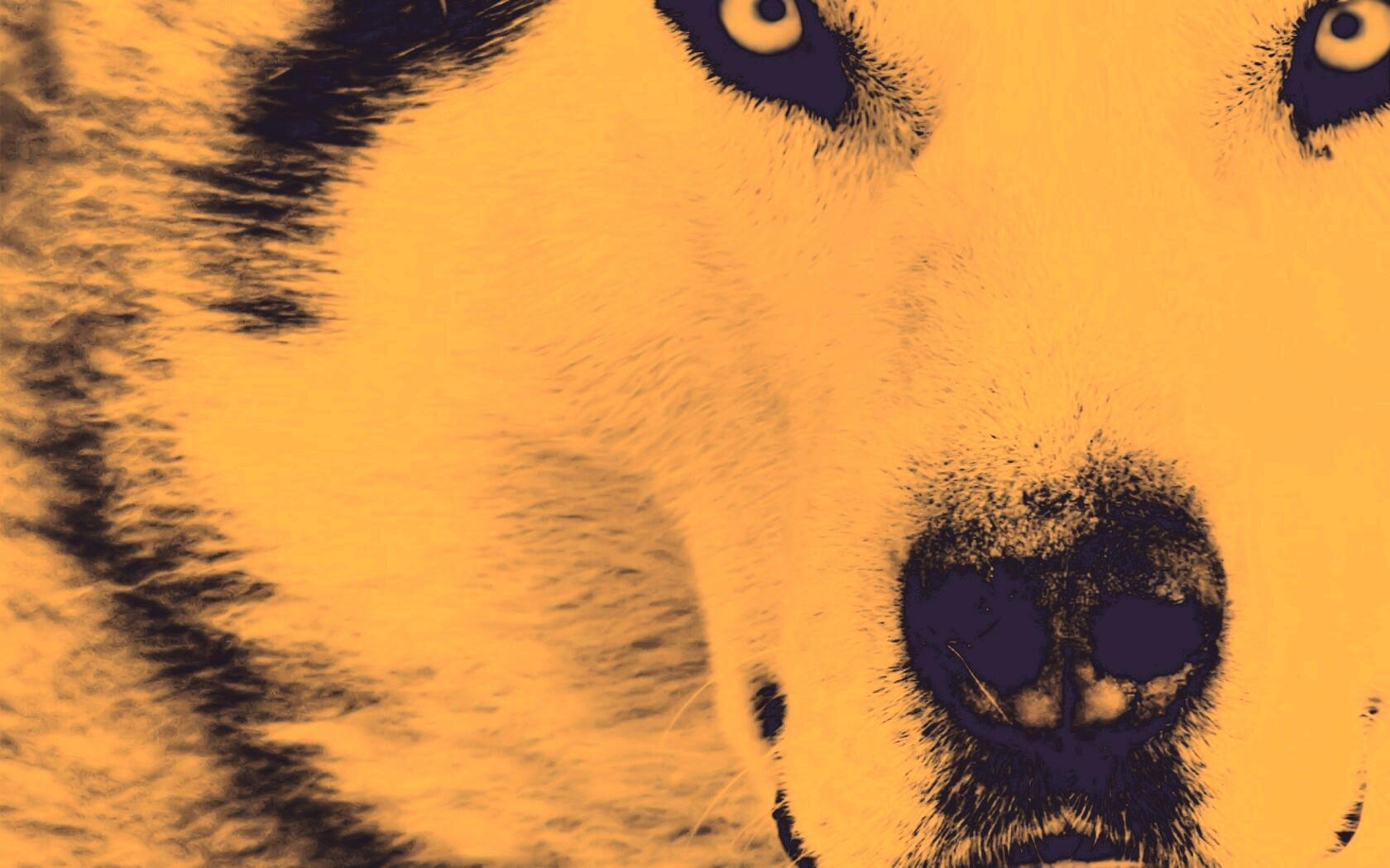 Сибирский хаски обои