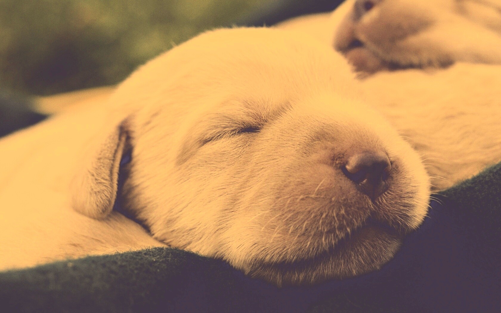 Мордочки симпатичных щенков обои