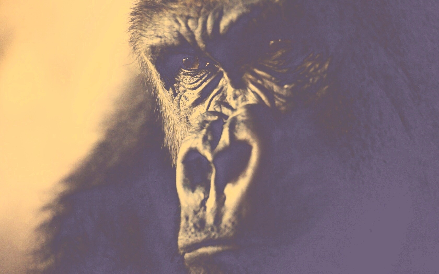 Фото орангутанга обои