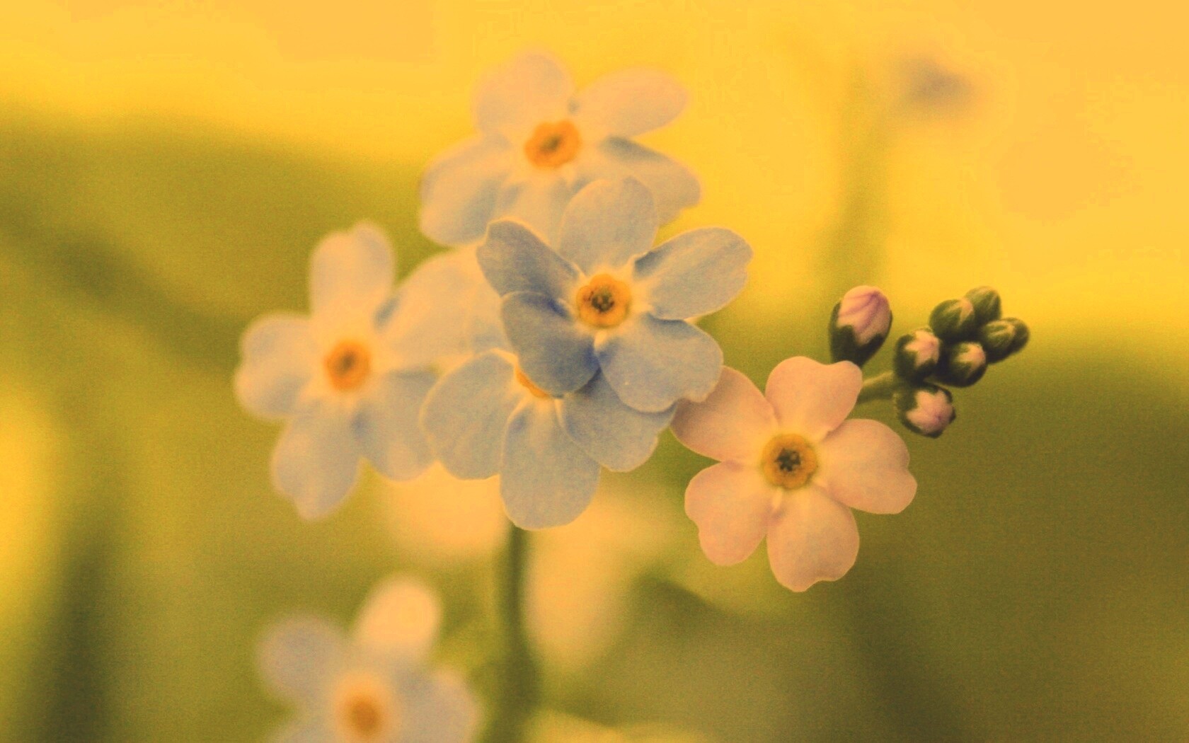 Обои цветов обои