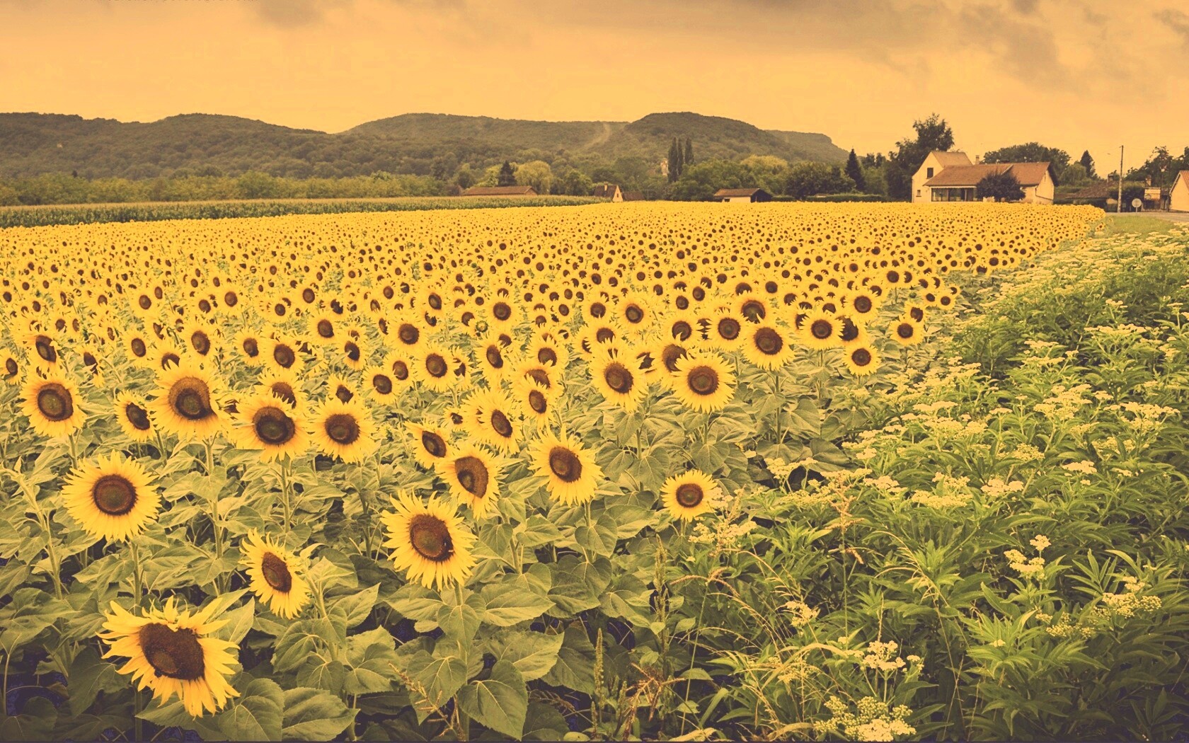 Живописное поле подсолнухов обои