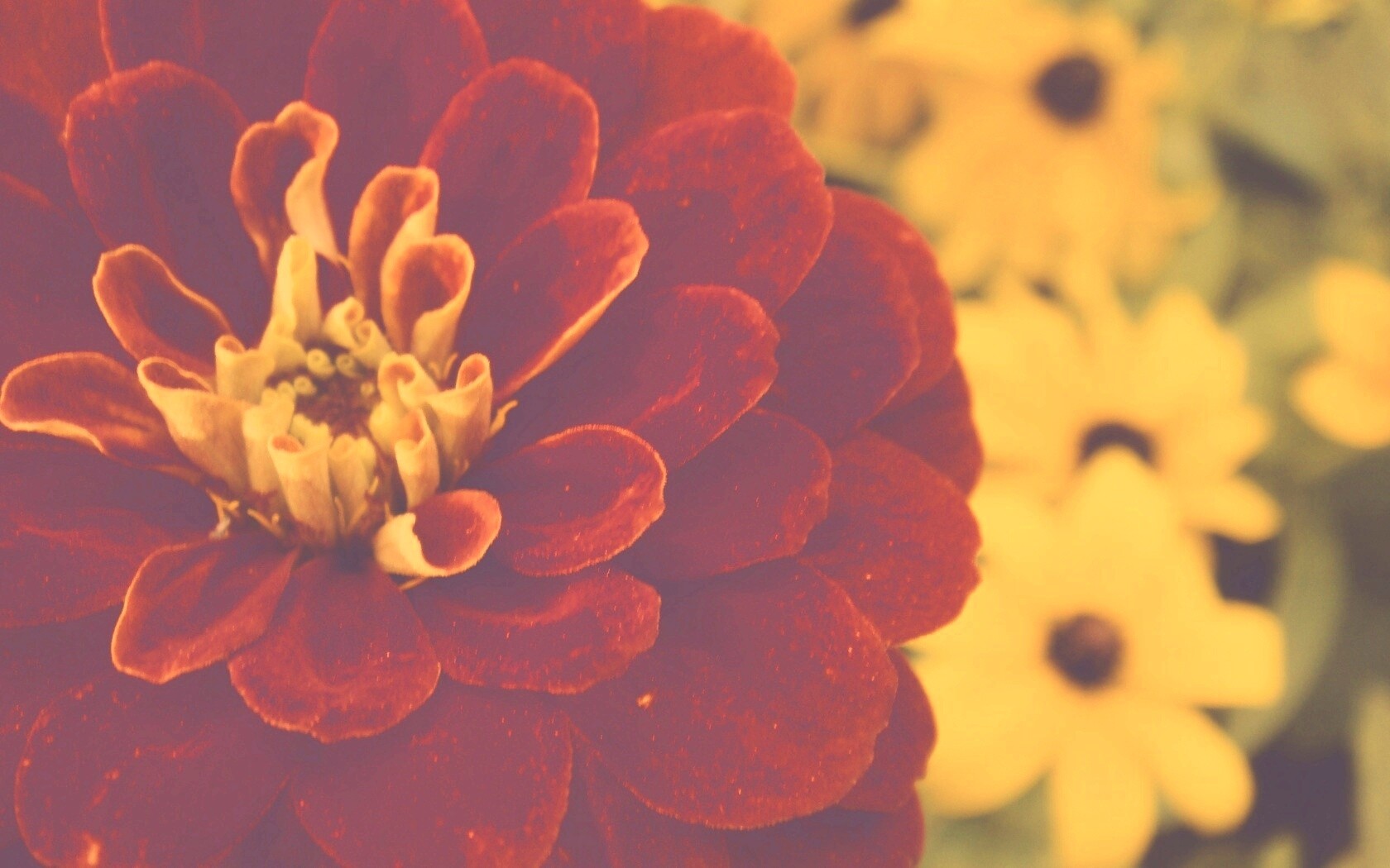 Красный цветок обои