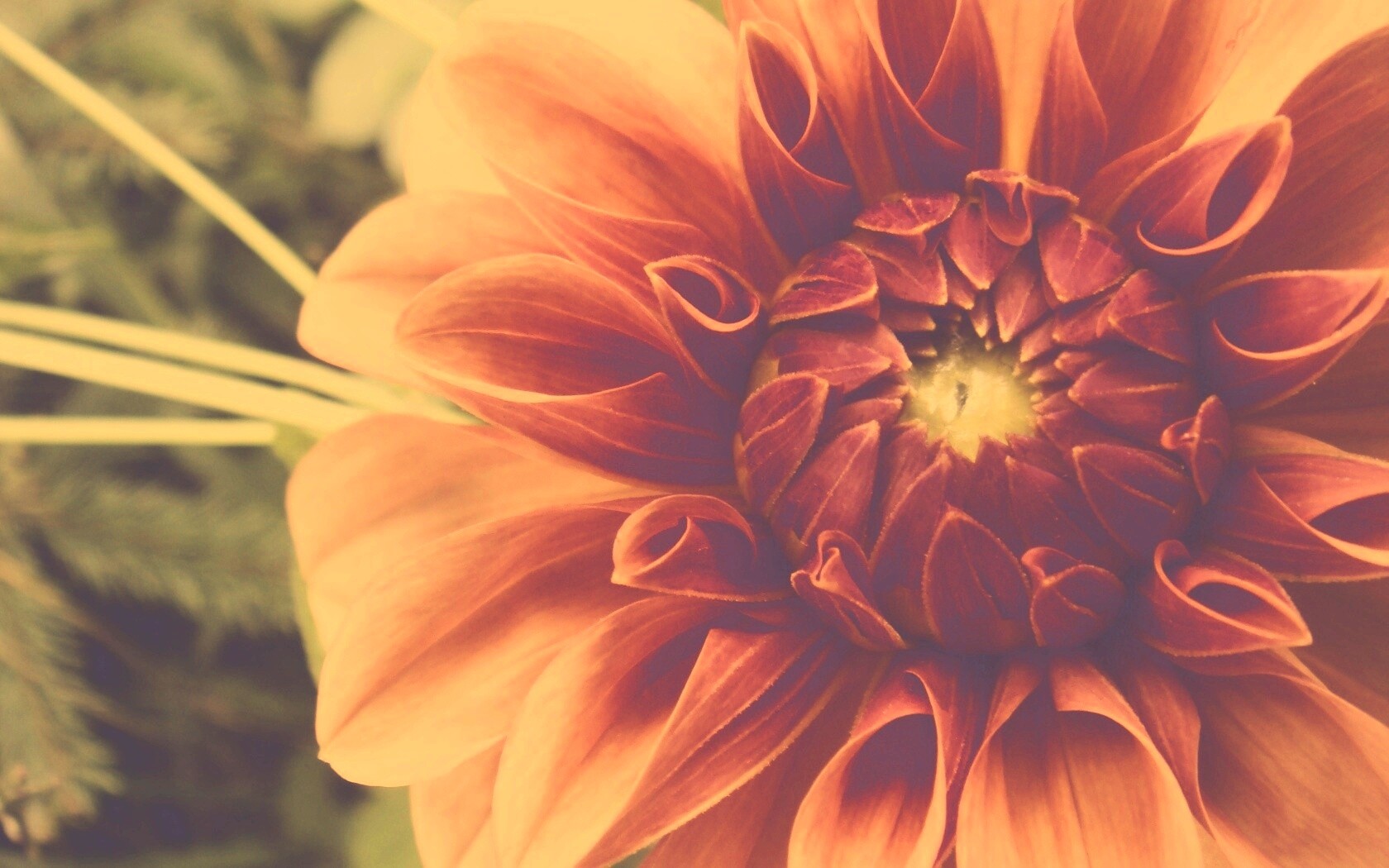 Аленький цветочек обои