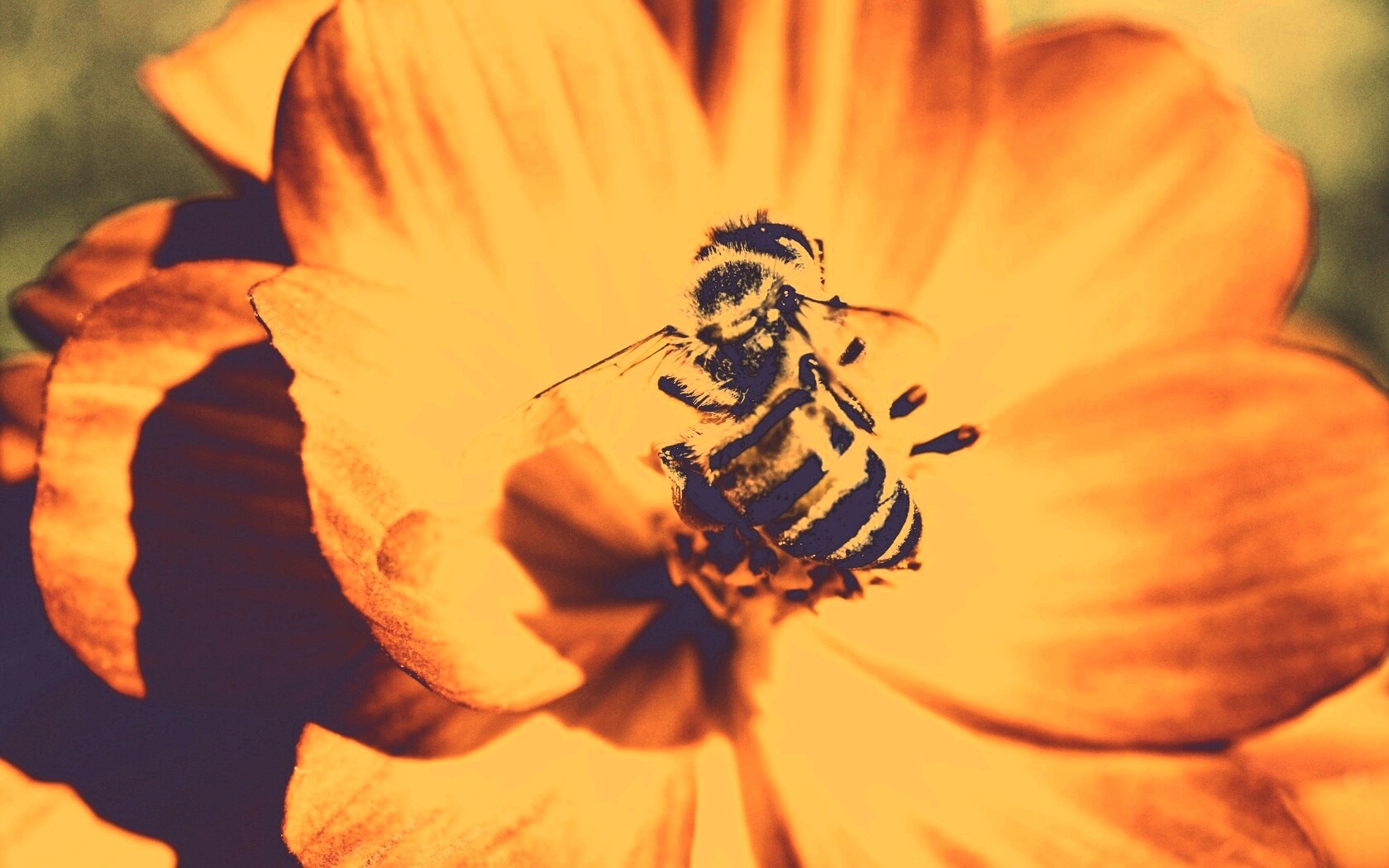 Пчела на цветке обои