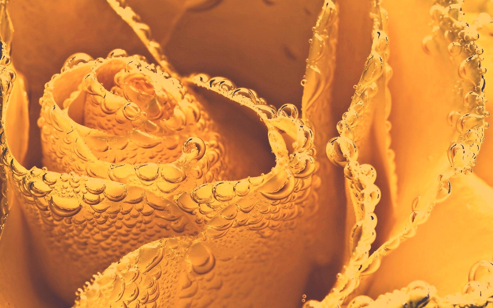 Мокрый желтый цветок обои