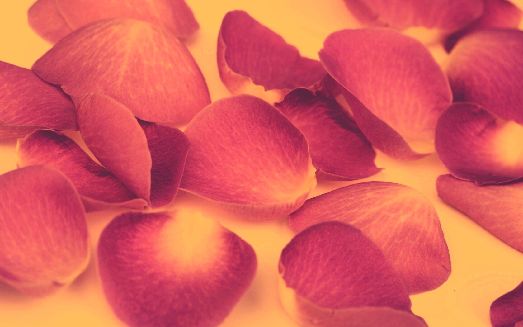 Лепестки розы обои