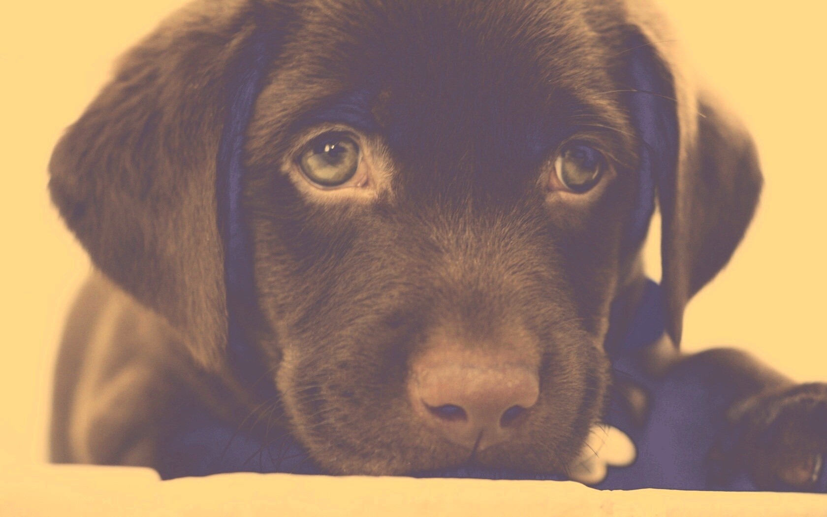 Пушистый шоколадка обои