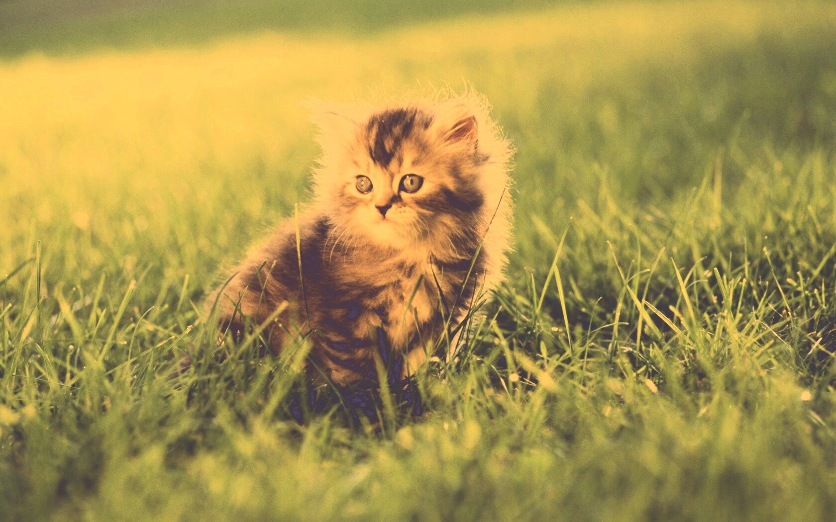 Пушистый котенок в траве обои
