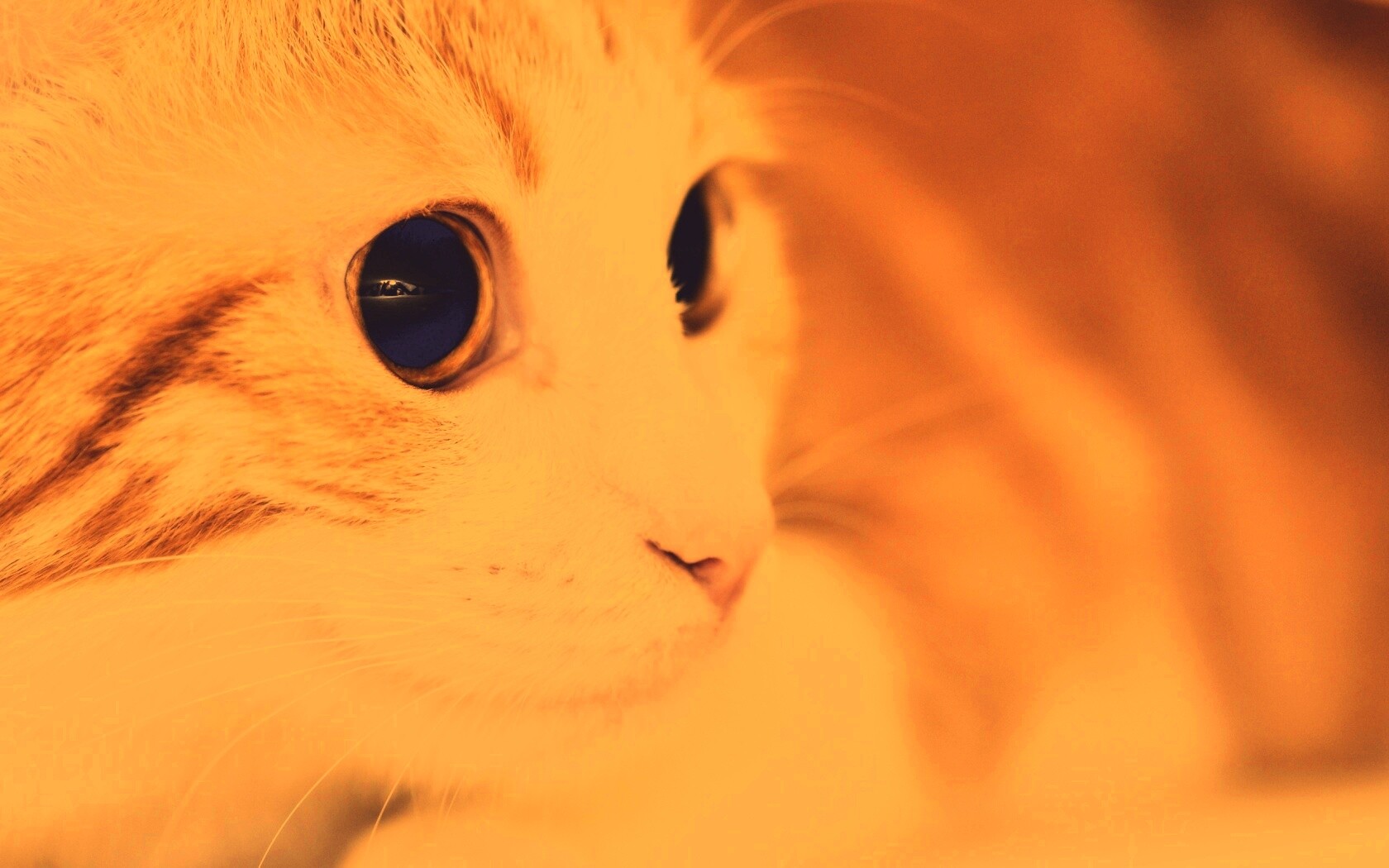 Кот с большими глазами обои