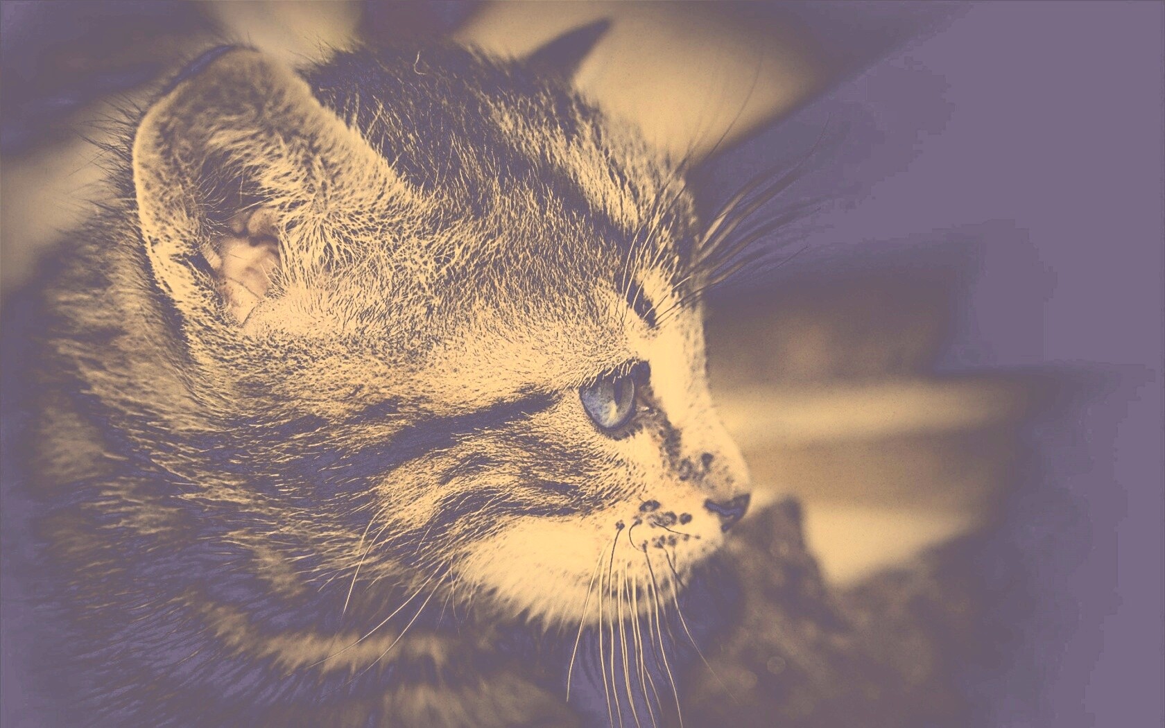 Котенок с голубыми глазами обои