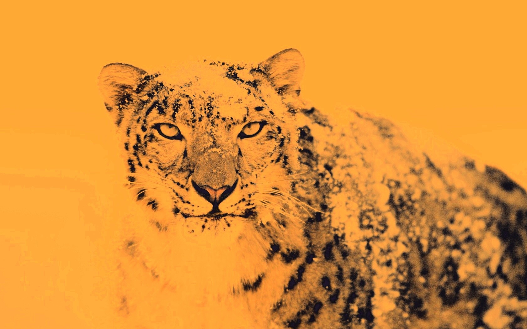 Снежный леопард обои