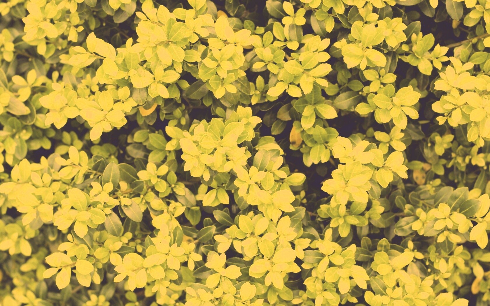 Густая листва обои