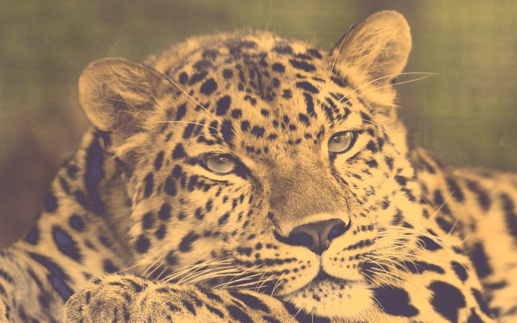 Злопасный ягуляр обои