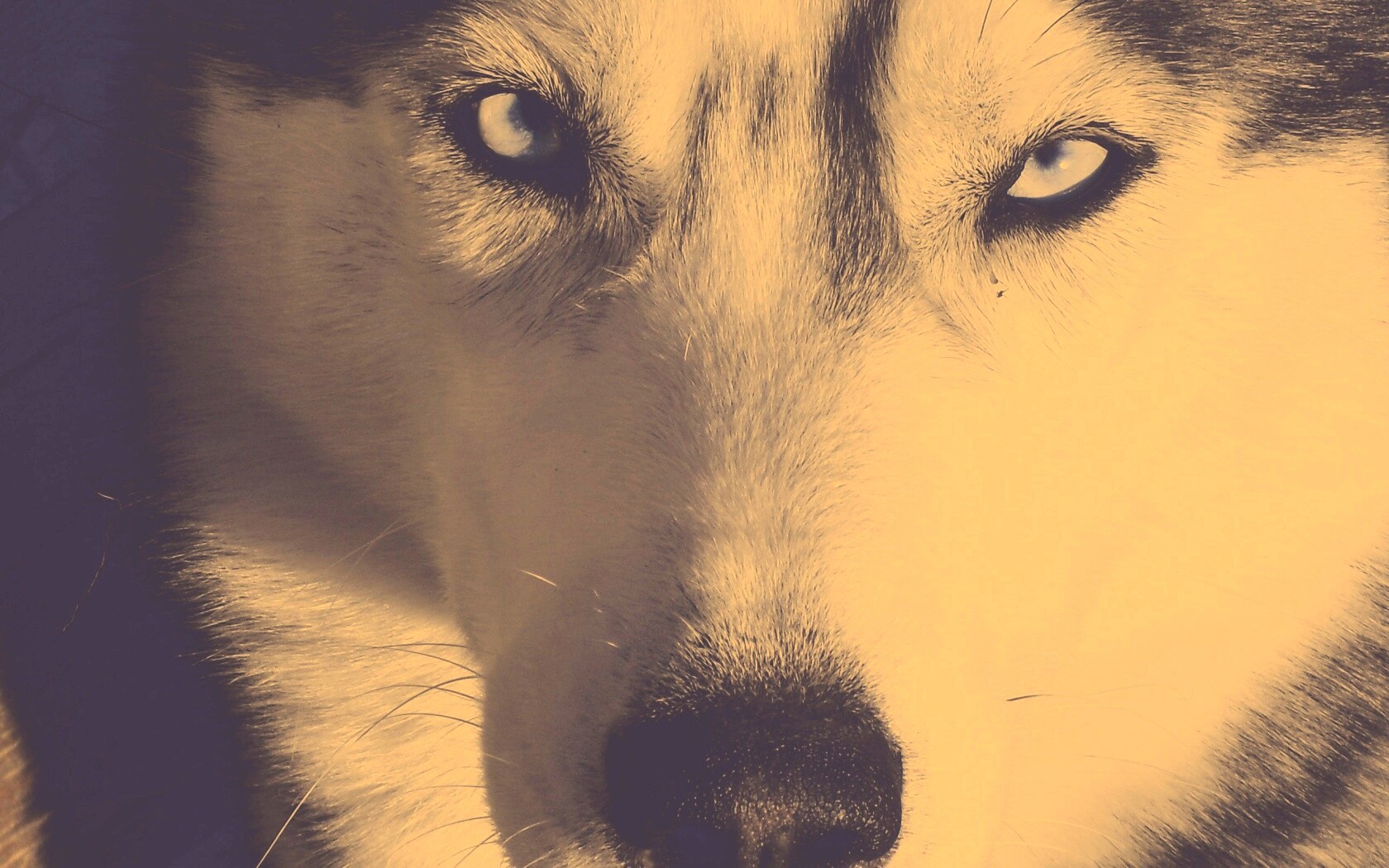 Собака с голубыми глазами обои