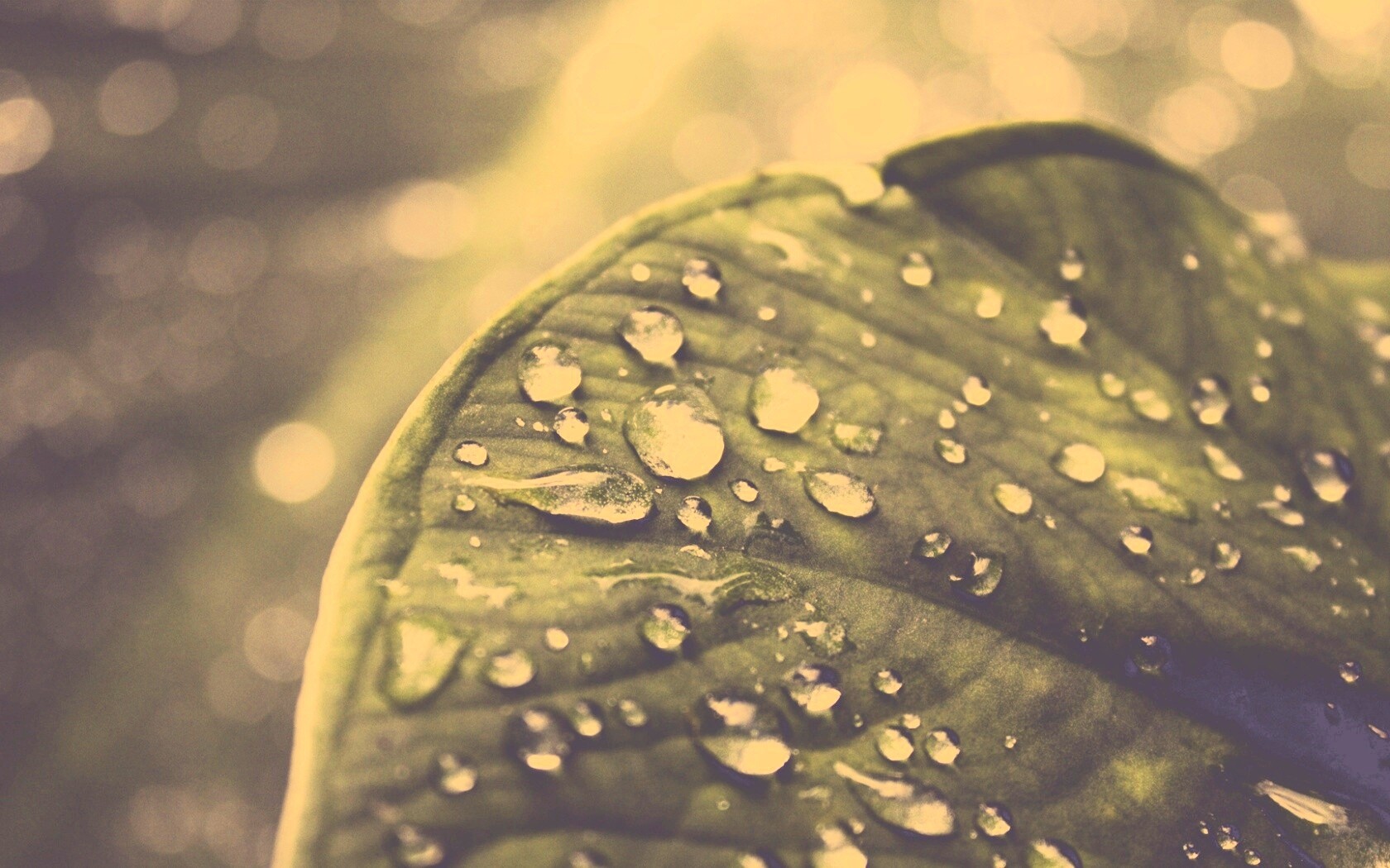 Роса на листке обои