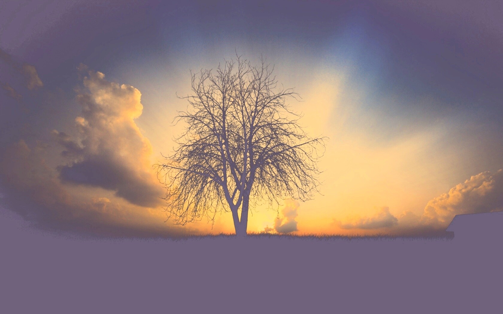 Дерево на закате обои