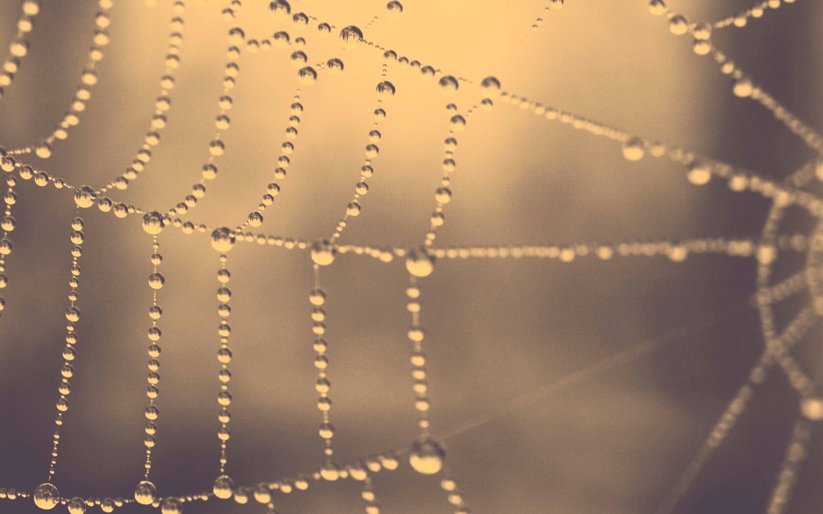 Капли на паутине обои